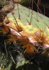 photo thumbnail #5