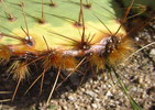 photo thumbnail #6