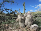 photo thumbnail #1