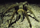 photo thumbnail #3