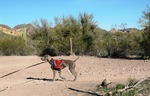 photo thumbnail #13