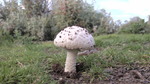 photo thumbnail #12