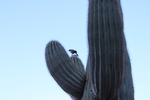 photo thumbnail #2