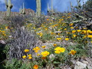 photo thumbnail #12