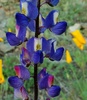 photo thumbnail #12