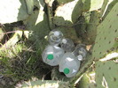 photo thumbnail #10