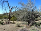 photo thumbnail #12