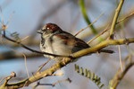 photo thumbnail #3