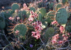 photo thumbnail #3
