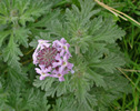 photo thumbnail #15