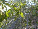 photo thumbnail #13