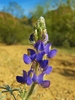 photo thumbnail #10