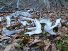 photo thumbnail #5