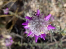 photo thumbnail #12