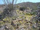 photo thumbnail #10