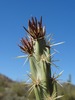photo thumbnail #8