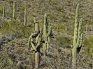 photo thumbnail #11