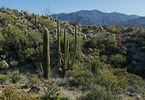 photo thumbnail #12