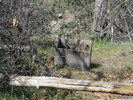 photo thumbnail #9