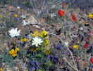 photo thumbnail #4