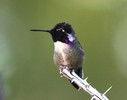 photo thumbnail #4