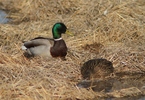 photo thumbnail #6