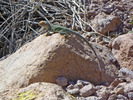 photo thumbnail #7