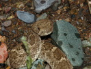 photo thumbnail #11