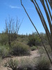 photo thumbnail #12
