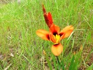 photo thumbnail #2