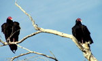 photo thumbnail #10