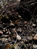 photo thumbnail #13