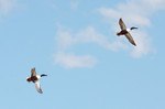 photo thumbnail #12