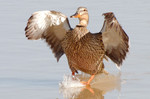 photo thumbnail #15