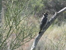 photo thumbnail #4