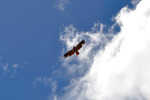 photo thumbnail #8