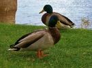 photo thumbnail #2