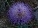 photo thumbnail #1