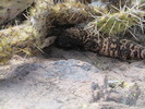 photo thumbnail #1