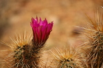 photo thumbnail #4