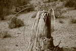 photo thumbnail #5