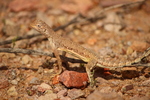 photo thumbnail #9
