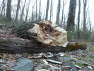 photo thumbnail #4