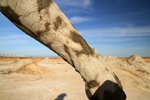 photo thumbnail #11