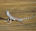 photo thumbnail #4