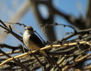photo thumbnail #13