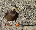 photo thumbnail #14