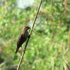 photo thumbnail #13