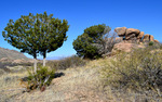 photo thumbnail #5