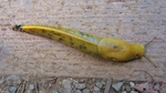 photo thumbnail #11
